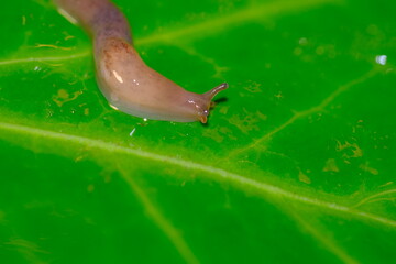 snail on leaf