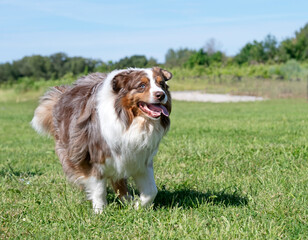 Sticker - training of australian shepherd