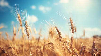 Wall Mural - golden wheat field and sunny day
