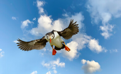 Wall Mural - portrait of atlantic puffin in flight against blue sky