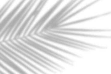 Wall Mural - summer abstract exotic plant shadow from palm leaves on a transparent background. tropical coconut p