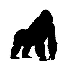 Wall Mural - gorilla silhouette - vector illustration