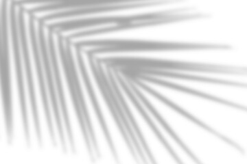Wall Mural - tropical exotic plant shadow from palm leaves on transparent background. blurred natural coconut pal