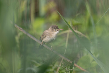 songbird Acrocephalus palustris Marsh Warbler perching on reed