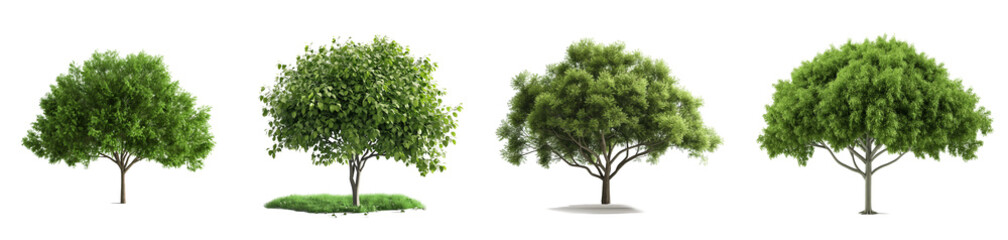 Wall Mural - 3d green trees with leaves isolated on transparent or white background