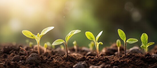 Poster - Morning sunlight illuminates a young plant with copy space image.