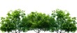 © Ilgun - Trees with green foliage standing alone, suitable for both print and web use, featuring a clear background and 'copy space image'.