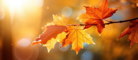 Wall Mural - A yellow maple leaf shining in the autumn sun, with copy space image.