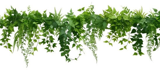 Wall Mural - A vine plant climbs against a white backdrop, providing ample copy space image with a clipping path available for easy editing.