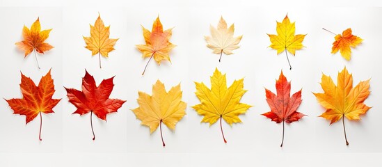 Wall Mural - maple leaves arranged on a white background with copy space image.