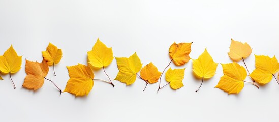 Wall Mural - autumn-themed arrangement of dried leaves on a white background, ideal for fall concepts, captured i
