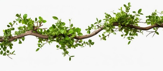 Wall Mural - isolated tree branch on white background with clipping path for copy space image.