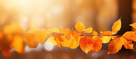 Sticker - Nature-inspired orange bokeh background with sunlight filtering through yellow trees, ideal as a design element for adding visual interest to copy space images.