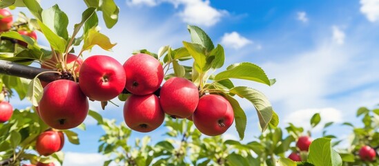 Wall Mural - high quality photo featuring a close-up of an apple tree branch with ripe red apples, with a clear b