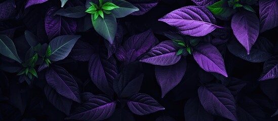 Wall Mural - Close-up view of purple leaves creates an abstract leaf texture in the background with copy space image.