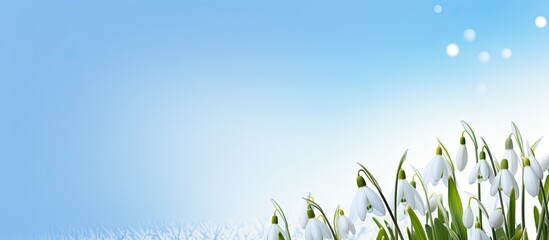 Wall Mural - flat lay creative layout with snowdrop flowers on a vivid blue backdrop, embodying a minimalist spri