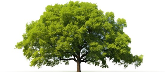 Sticker - a stunning collection of trees on a white background, perfect for architectural designs, decorations