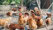 © น้ำทิพย์ เนียมทอง - Many chickens are in the farm