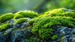 © nuttapong - Close-up of lush green moss growing on a rock in a forest.