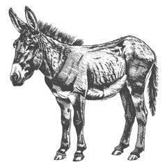 donkey animal with engraving style black color only