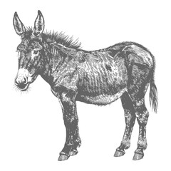 donkey animal with engraving style black color only