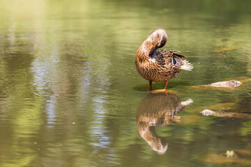 Wall Mural - Male and female ducks swim in the water on a pond in the setting sun