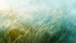 © Pikul - Abstract background of swaying grass in the wind with soft light.