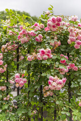 Wall Mural - pink flowers in the garden