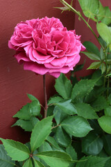 Pretty pink rose in the garden close up