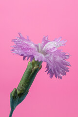 Wall Mural - Macro shot of a vibrant colourful carnation flower on a pink backdrop.