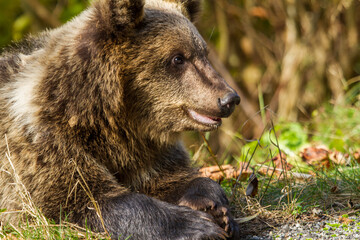 Wall Mural - Young bear