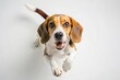 © Mickey - Top View of Beagle from above on a clean white backdrop - Top-down view of a beagle dog suspended mid-air, showcasing playful energy and motion Image suitable for pet-themed designs