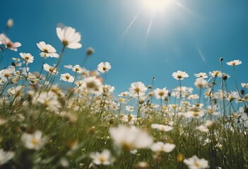 Wall Mural - white daisies in the field and sun shining through the clouds