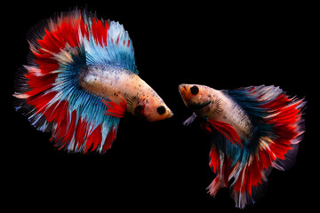 Wall Mural - Betta fish, one of the most aesthetic aquatic creatures. Black background. 
