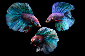 Wall Mural - Betta fish, one of the most aesthetic aquatic creatures. Black background. 