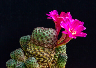 Wall Mural - Sulcorebutia rauschii - cactus blooming in spring in a botanical collection, Ukraine