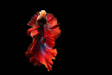 Wall Mural - Betta fish, one of the most aesthetic aquatic creatures. Black background. 