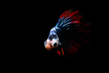 Wall Mural - Betta fish, one of the most aesthetic aquatic creatures. Black background. 
