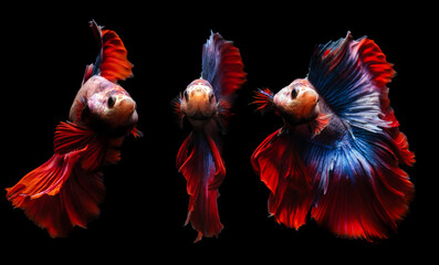 Wall Mural - Betta fish, one of the most aesthetic aquatic creatures. Black background. 