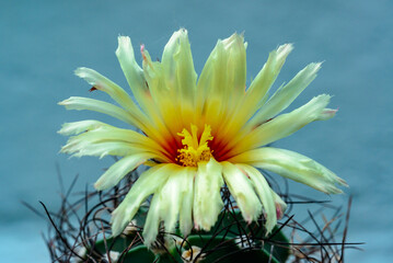 Wall Mural - Astrophytum sp. - cactus blooming with yellow flowers in the spring collection, Ukraine