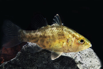 Canvas Print - Mouth Almighty (Glossamia aprion) freshwater cardinalfish from Australia and Papua New Guinea