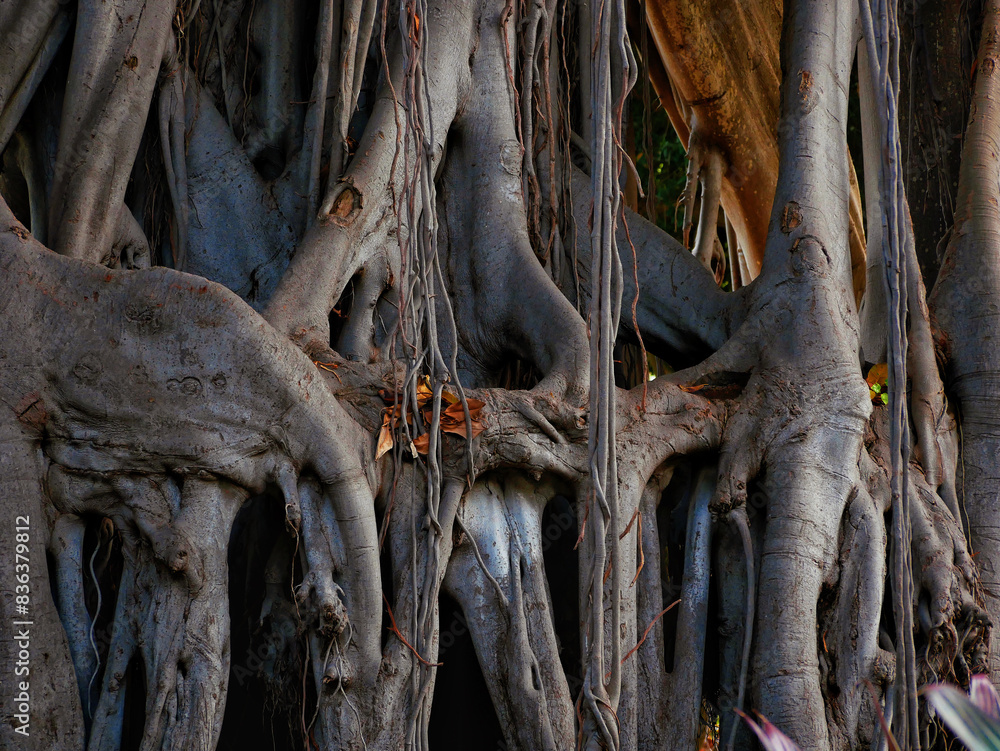 Fotografie Close up trunk of giant 200 years old tree Ficus Macrophylla ...