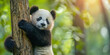 © Alexandre Patchine - Close-up of a playful giant panda cub hugging a tree in a sunlit forest. Captures the panda's curious and adorable nature. Perfect for wildlife, nature, and conservation themes.