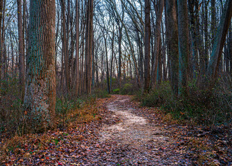 Wall Mural - Lock Raven Fire Road