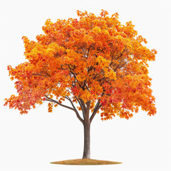 Wall Mural - A large tree with orange leaves stands alone on a white background