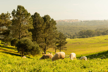 sheep in the field