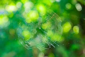 Spider house. Natural green background
