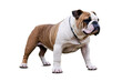 © gunzexx png and bg - Robust English Bulldog standing confidently on a transparent, white background, in png format, good for pet projects