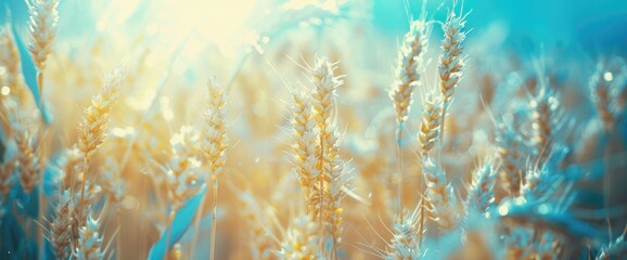 Close up of a wheat field, golden yellow and blue colors, sunny day, shallow depth of focus, vintage filter style.