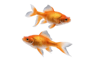 Wall Mural - Two golden fish with shimmering scales appear to swim together on a transparent, white background, png, suitable for creative projects